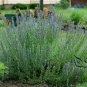 Hyssopus Officinalis, Garden Hyssop Seed 3000 PCS, Shen Xiang Cao
