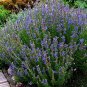Hyssopus Officinalis, Garden Hyssop Seed 3000 PCS, Shen Xiang Cao