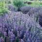 Hyssopus Officinalis, Garden Hyssop Seed 3000 PCS, Shen Xiang Cao