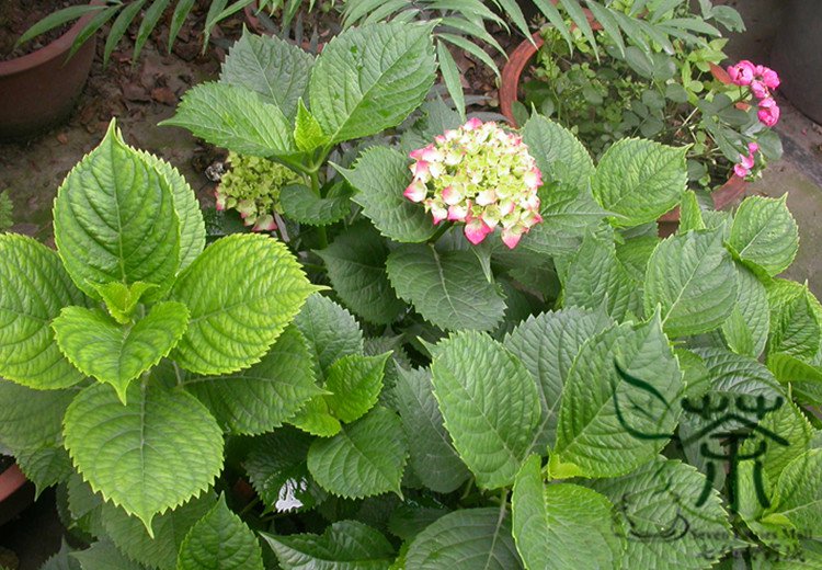 Hydrangea Macrophylla, French Hydrangea Seed 1000 PCS, Ba Xian Hua