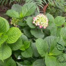 Hydrangea Macrophylla, French Hydrangea Seed 1000 PCS, Ba Xian Hua