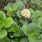 Hydrangea Macrophylla, French Hydrangea Seed 1000 PCS, Ba Xian Hua