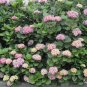 Hydrangea Macrophylla, French Hydrangea Seed 1000 PCS, Ba Xian Hua