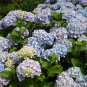 Hydrangea Macrophylla, French Hydrangea Seed 1000 PCS, Ba Xian Hua