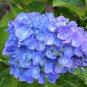 Hydrangea Macrophylla, French Hydrangea Seed 1000 PCS, Ba Xian Hua