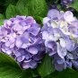 Hydrangea Macrophylla, French Hydrangea Seed 1000 PCS, Ba Xian Hua