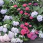 Hydrangea Macrophylla, French Hydrangea Seed 1000 PCS, Ba Xian Hua