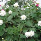 Hibiscus Mutabilis, Confederate Rose Seed 1000 PCS, Cotton Rosemallow Mu Fu Rong