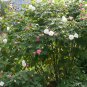 Hibiscus Mutabilis, Confederate Rose Seed 1000 PCS, Cotton Rosemallow Mu Fu Rong