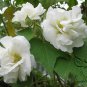 Hibiscus Mutabilis, Confederate Rose Seed 1000 PCS, Cotton Rosemallow Mu Fu Rong