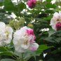 Hibiscus Mutabilis, Confederate Rose Seed 1000 PCS, Cotton Rosemallow Mu Fu Rong