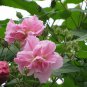 Hibiscus Mutabilis, Confederate Rose Seed 1000 PCS, Cotton Rosemallow Mu Fu Rong