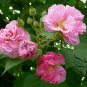 Hibiscus Mutabilis, Confederate Rose Seed 1000 PCS, Cotton Rosemallow Mu Fu Rong