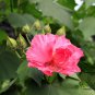 Hibiscus Mutabilis, Confederate Rose Seed 1000 PCS, Cotton Rosemallow Mu Fu Rong