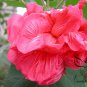 Hibiscus Mutabilis, Confederate Rose Seed 1000 PCS, Cotton Rosemallow Mu Fu Rong