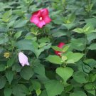 Hibiscus Moscheutos, Rose Mallow Seed 1000 PCS, Furong Kui