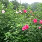 Hibiscus Moscheutos, Rose Mallow Seed 1000 PCS, Furong Kui