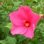 Hibiscus Moscheutos, Rose Mallow Seed 1000 PCS, Furong Kui