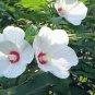 Hibiscus Moscheutos, Rose Mallow Seed 1000 PCS, Furong Kui
