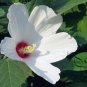 Hibiscus Moscheutos, Rose Mallow Seed 1000 PCS, Furong Kui