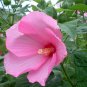 Hibiscus Moscheutos, Rose Mallow Seed 1000 PCS, Furong Kui