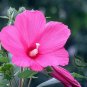 Hibiscus Moscheutos, Rose Mallow Seed 1000 PCS, Furong Kui