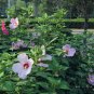 Hibiscus Moscheutos, Rose Mallow Seed 1000 PCS, Furong Kui