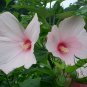 Hibiscus Moscheutos, Rose Mallow Seed 1000 PCS, Furong Kui