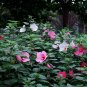 Hibiscus Malva, Rose Malvaceae Seed 1000 PCS, Da Hua Qiu Kui