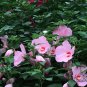 Hibiscus Malva, Rose Malvaceae Seed 1000 PCS, Da Hua Qiu Kui
