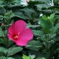 Hibiscus Malva, Rose Malvaceae Seed 1000 PCS, Da Hua Qiu Kui