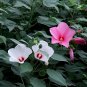 Hibiscus Malva, Rose Malvaceae Seed 1000 PCS, Da Hua Qiu Kui