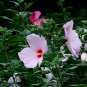 Hibiscus Malva, Rose Malvaceae Seed 1000 PCS, Da Hua Qiu Kui