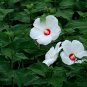 Hibiscus Malva, Rose Malvaceae Seed 1000 PCS, Da Hua Qiu Kui