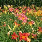 Hemerocallis Fulva, Orange Daylily Seed 1000 PCS, Tiger Daylily Xuancao