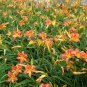 Hemerocallis Fulva, Orange Daylily Seed 1000 PCS, Tiger Daylily Xuancao