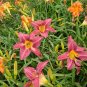 Hemerocallis Fulva, Orange Daylily Seed 1000 PCS, Tiger Daylily Xuancao
