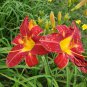 Hemerocallis Fulva, Orange Daylily Seed 1000 PCS, Tiger Daylily Xuancao
