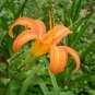 Hemerocallis Fulva, Orange Daylily Seed 1000 PCS, Tiger Daylily Xuancao