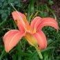 Hemerocallis Fulva, Orange Daylily Seed 1000 PCS, Tiger Daylily Xuancao
