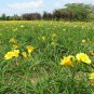 Hemerocallis Fulva, Orange Daylily Seed 1000 PCS, Tiger Daylily Xuancao