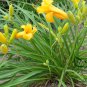 Hemerocallis Fulva, Orange Daylily Seed 1000 PCS, Tiger Daylily Xuancao