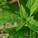 Heliotropium Arborescens, Garden Heliotrope Seed 3000 PCS, Xiang Shui Cao