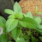 Heliotropium Arborescens, Garden Heliotrope Seed 3000 PCS, Xiang Shui Cao