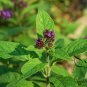Heliotropium Arborescens, Garden Heliotrope Seed 3000 PCS, Xiang Shui Cao