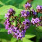 Heliotropium Arborescens, Garden Heliotrope Seed 3000 PCS, Xiang Shui Cao