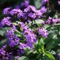 Heliotropium Arborescens, Garden Heliotrope Seed 3000 PCS, Xiang Shui Cao