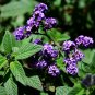 Heliotropium Arborescens, Garden Heliotrope Seed 3000 PCS, Xiang Shui Cao