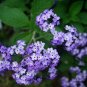 Heliotropium Arborescens, Garden Heliotrope Seed 3000 PCS, Xiang Shui Cao