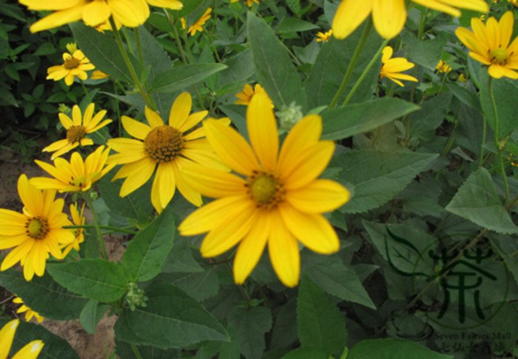 Heliopsis Helianthoides, Smooth Oxeye Seed 2000 PCS, False Sunflower Riguang Ju